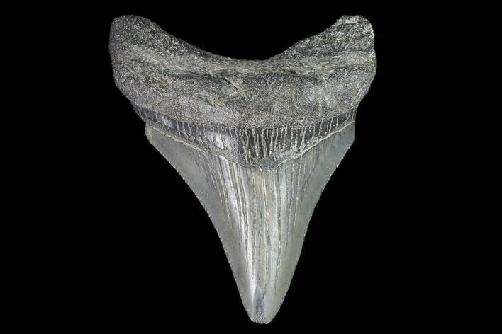Juvenile Megalodon Tooth - Georgia #99159